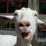 Laughing-goat